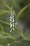 Boykin's milkwort